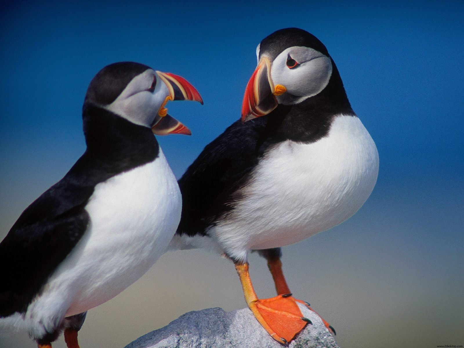 A Pair of Puffins1457510500